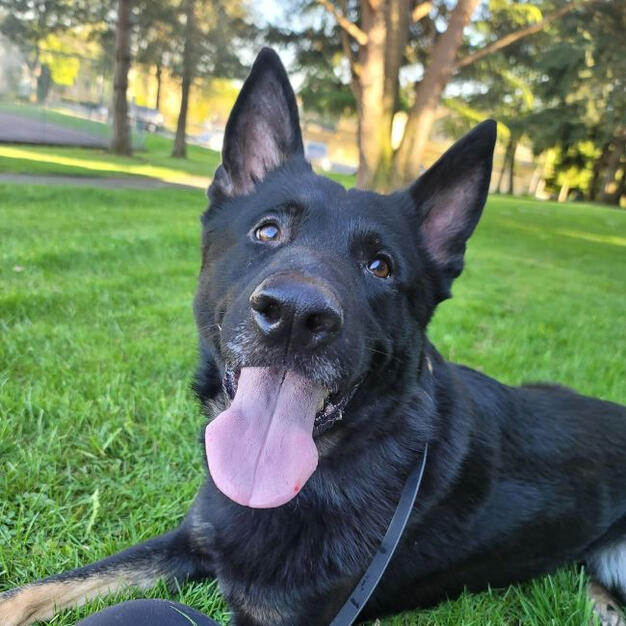 Black German Shepherd lying in the grass at a park, panting and looking toward the camera.