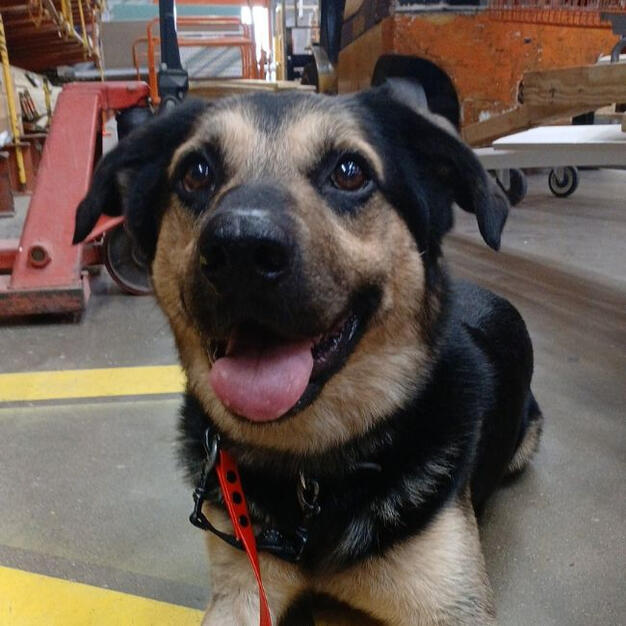 Happy mixed-breed dog with tan and black coat lying down indoors, wearing a red leash.